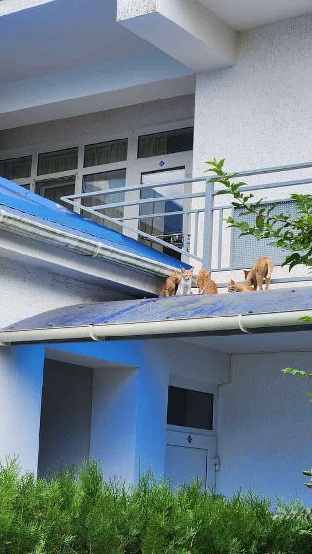 Гостиница Ява Анапа-92